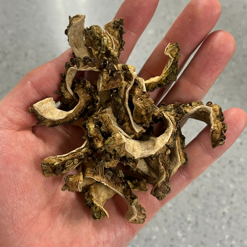 국산 볶은여주 여주차 건여주 100g, 1개 이미지 8