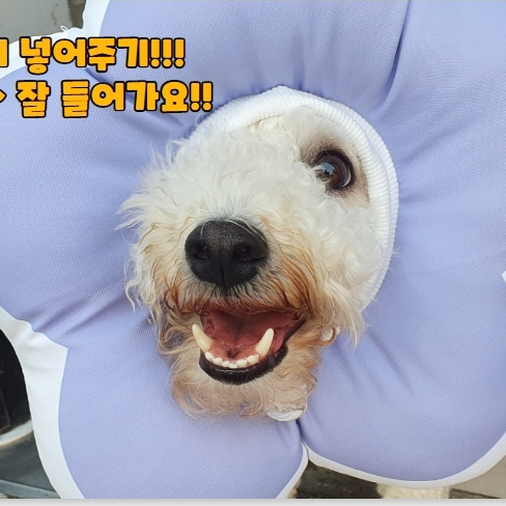 사이즈조절 상처연고도포후보호용쿠션 다른동물접촉제한넥카라 퍼플 L 이미지 6