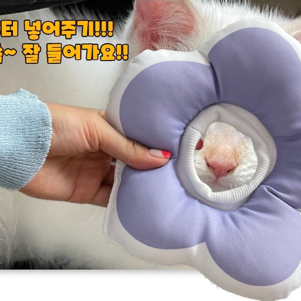 푹신한쿠션 스트레스완화쿠션 강아지눈귀질환치료용넥카라 퍼플 S - 상세 이미지 3
