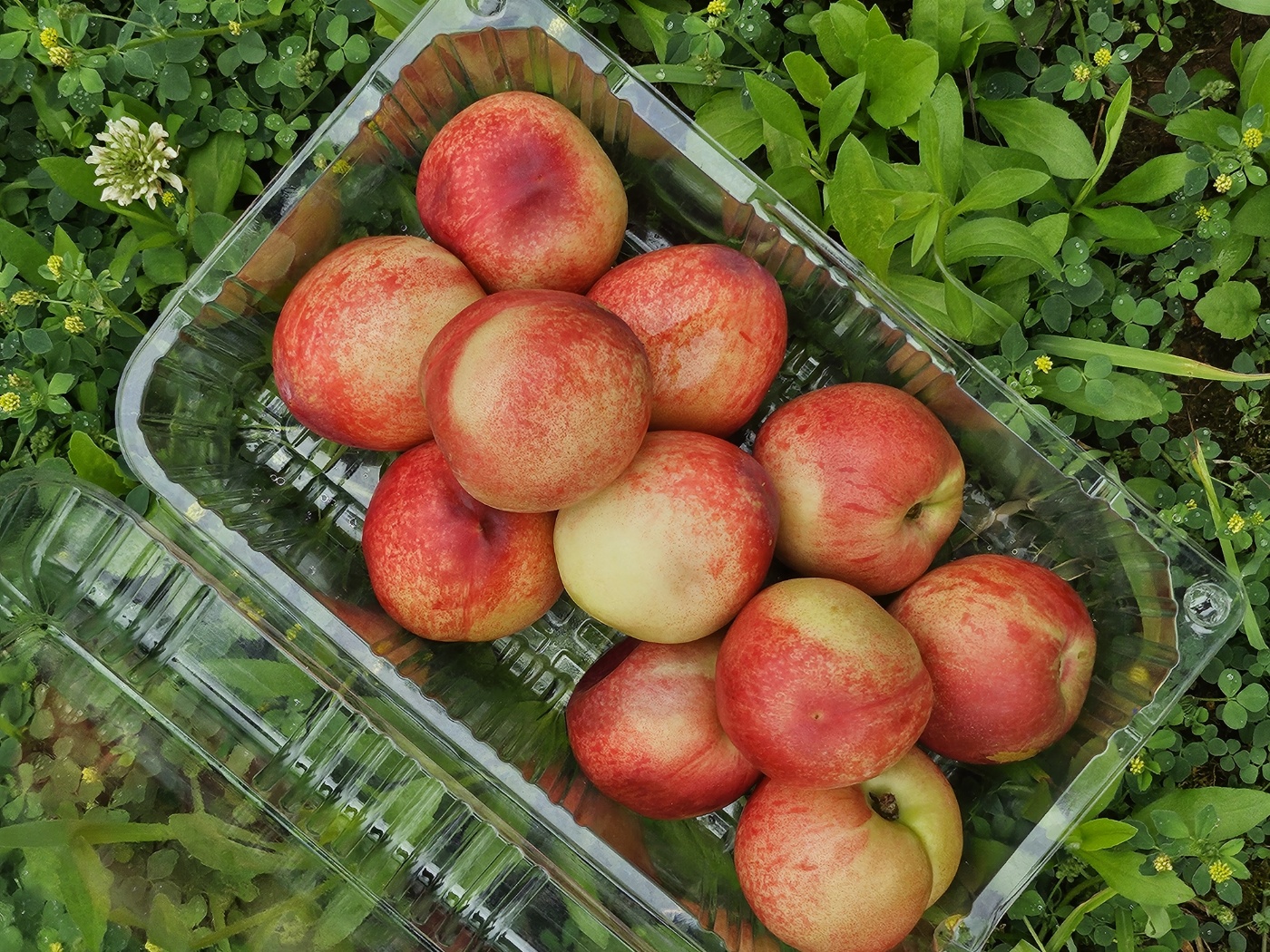 경북 신비복숭아 로얄 생과 2kg - 상세 이미지 5