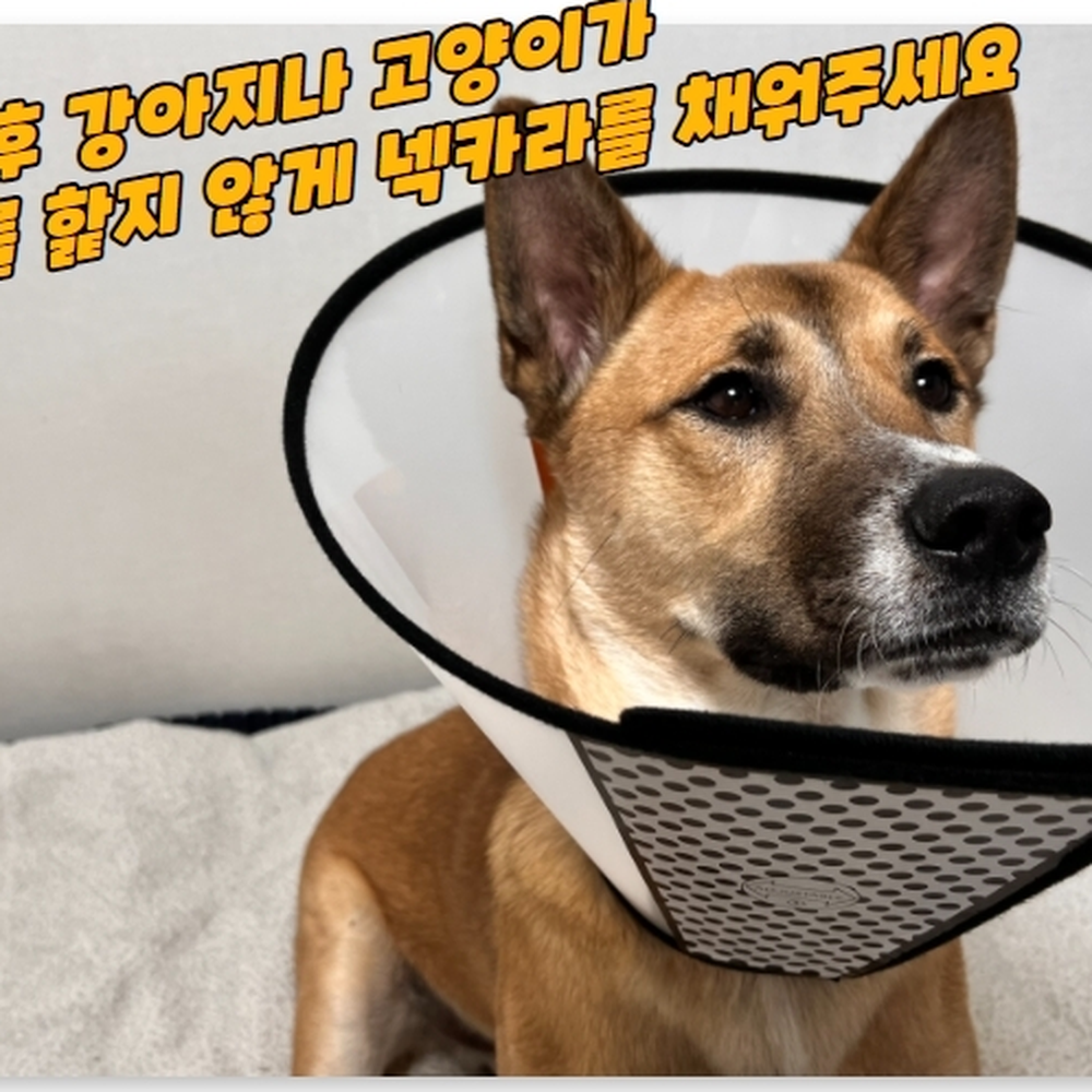 반투명커버 강아지치아발치보호용넥카라 화상상처보호용깔대기 1호 - 상세 이미지 3