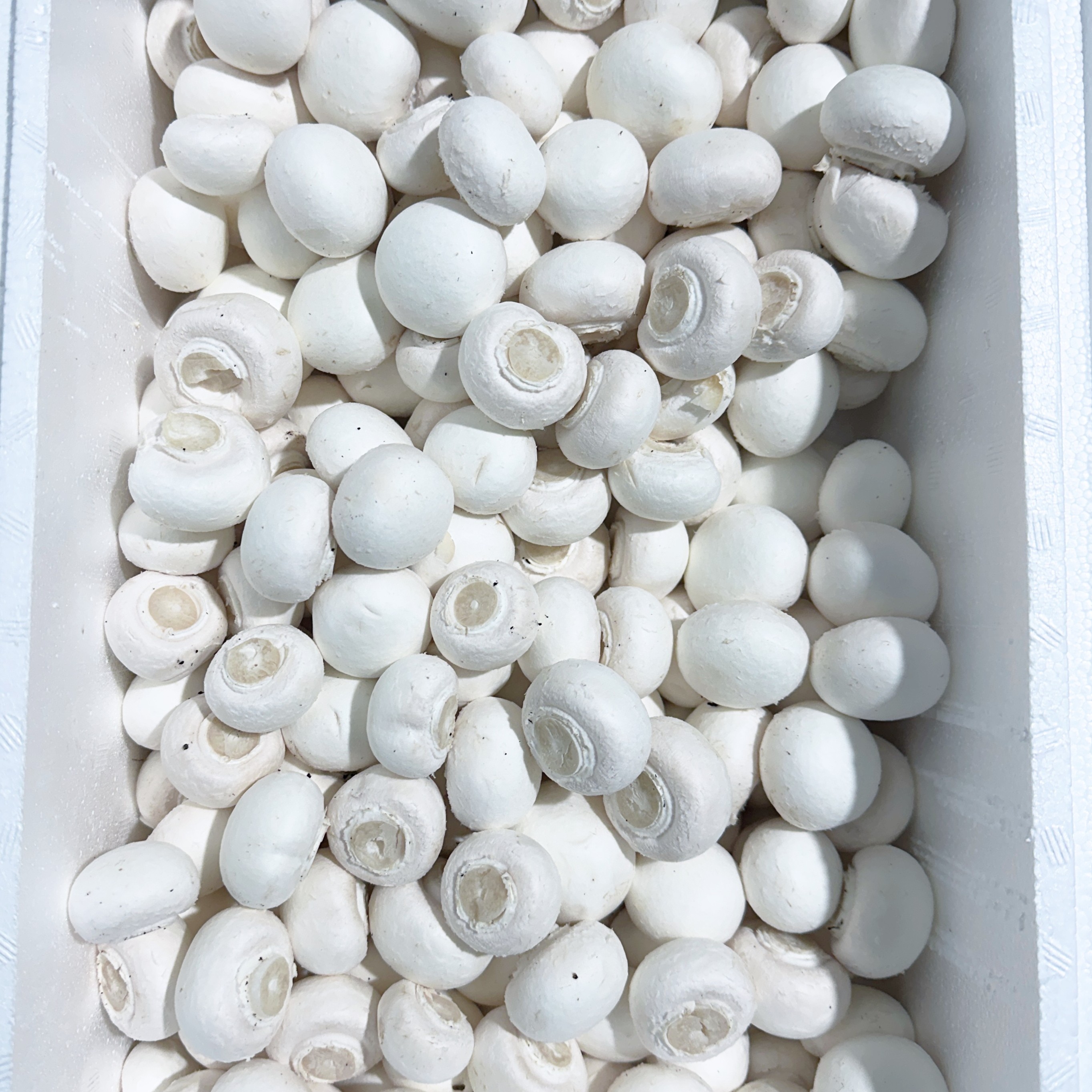 평창 양송이 미니 2kg 산지직송 가정용 식당용 국산 - 상세 이미지 3