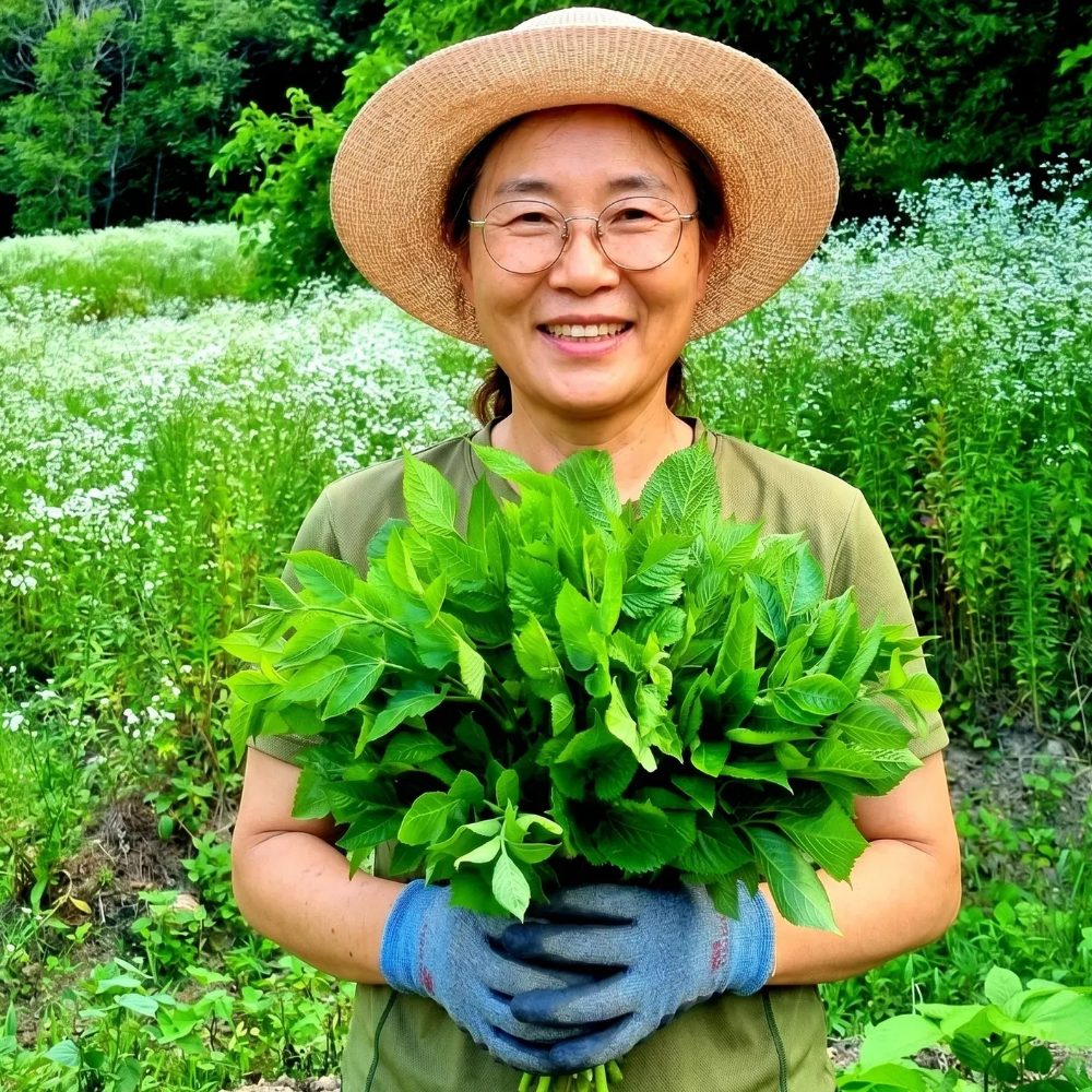 [당일새벽수확] 2026년 국내산 자연산 가시없는 여름두릅 참두릅 1KG - 상품 이미지