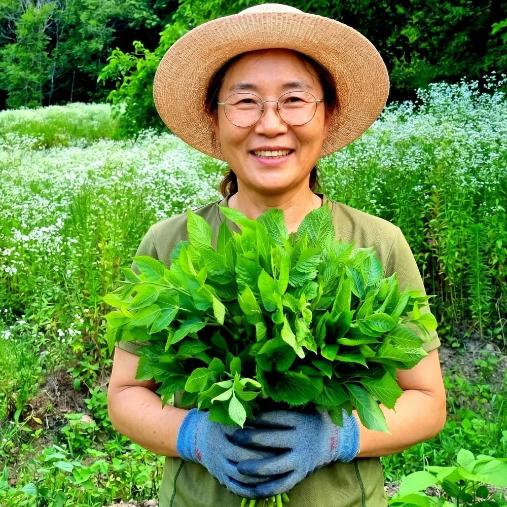 사랑해몰 2026년 국내산 자연산 가시없는 여름두릅 참두릅 1KG - 최저가 19,900원