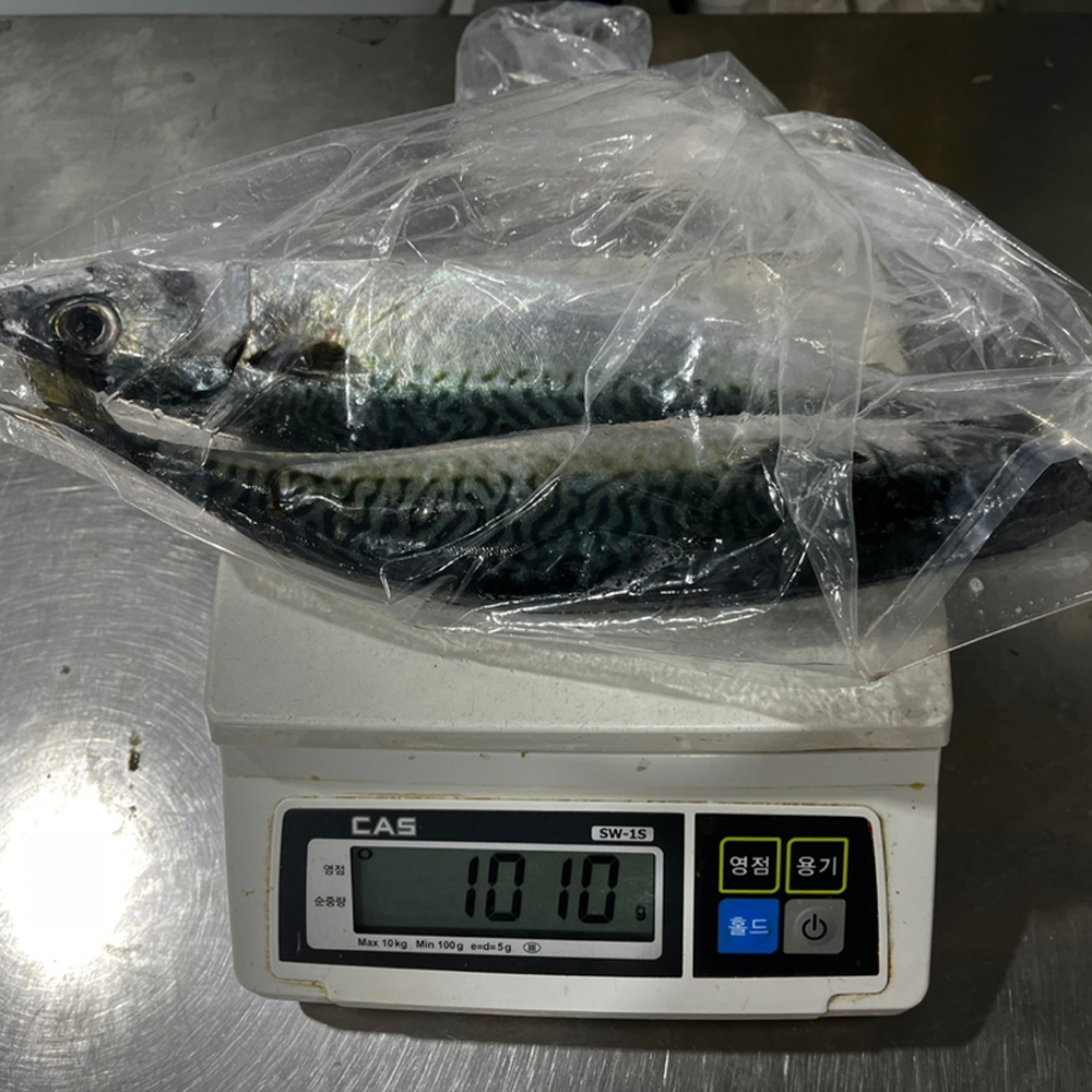 2026 급냉 독도 참고등어 1kg 3~5미 국내산 고등어 산지직송 담백한 제철 생선 - 상세 이미지 3