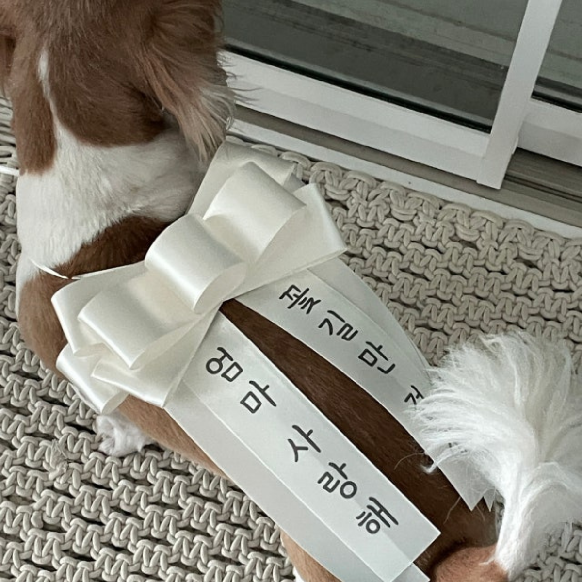 아기화환 강아지화환 환갑이벤트 부모님선물 화동리본 가족행사 - 상세 이미지 5