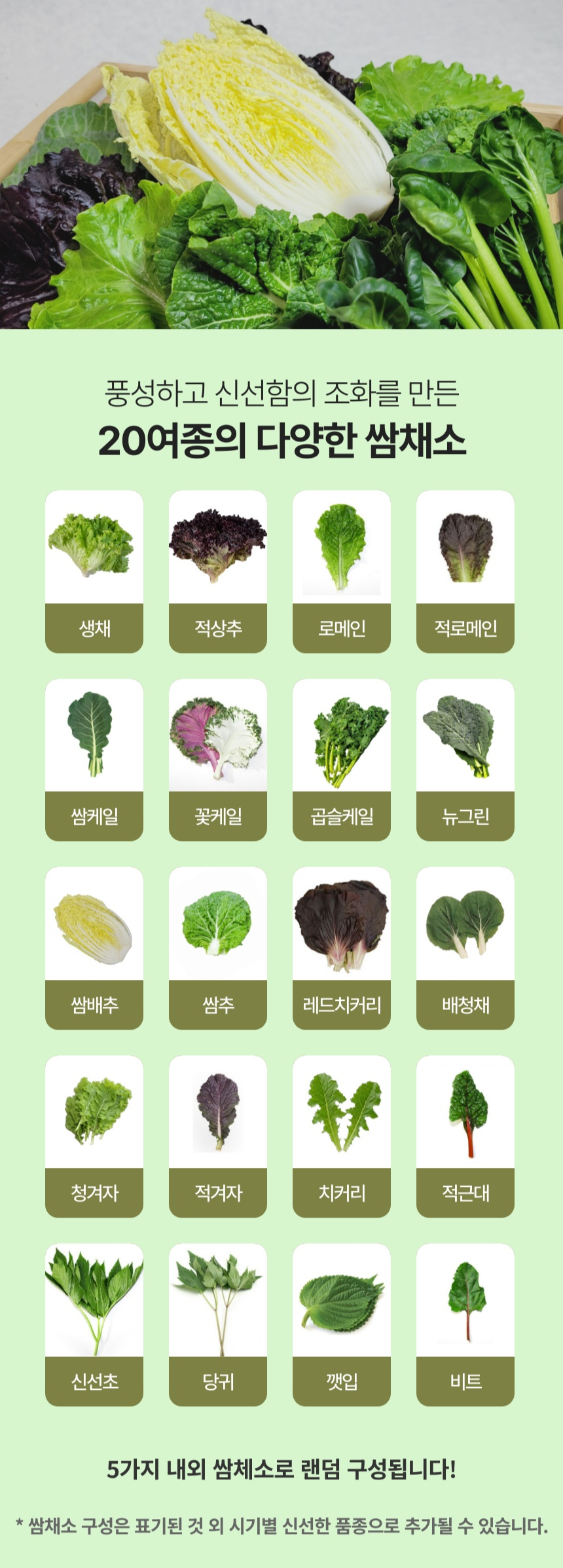 유러피안 샐러드 채소 1kg 로메인 상추 버터헤드 레터스 카이피라 쌈추 치커리 쌈채 - 상세 이미지 3