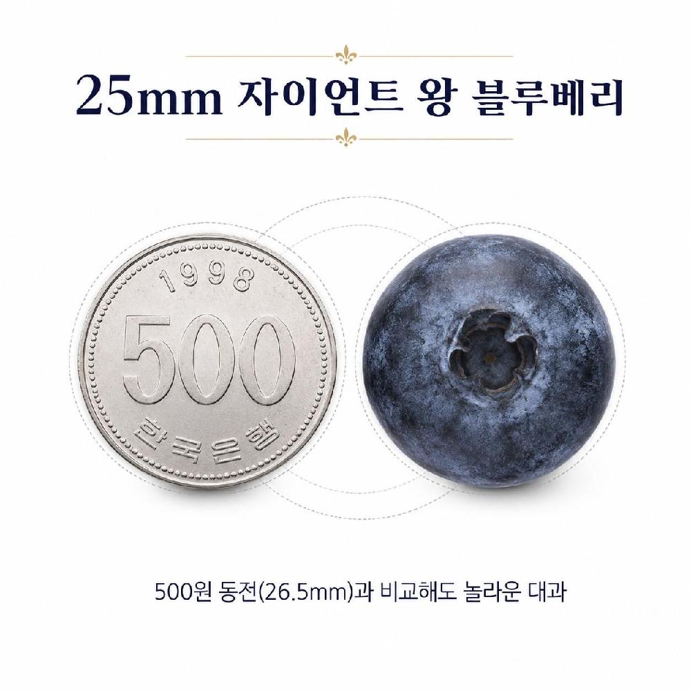 한정수량 25mm 자이언트 왕블루베리 제니오숲