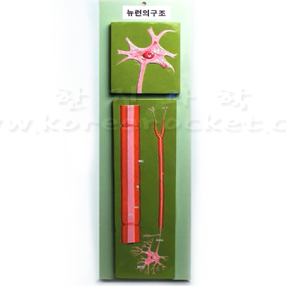 생명과학실험중등과학뉴런모형 신경구조생물탐구뉴런구조모형 신경계탐구 - 상세 이미지 2