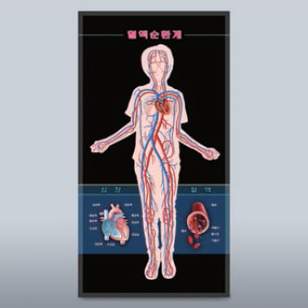 생명과학교구생물관찰인체순환모형 초등고학년 인체탐구혈액순환계모형 - 상세 이미지 3