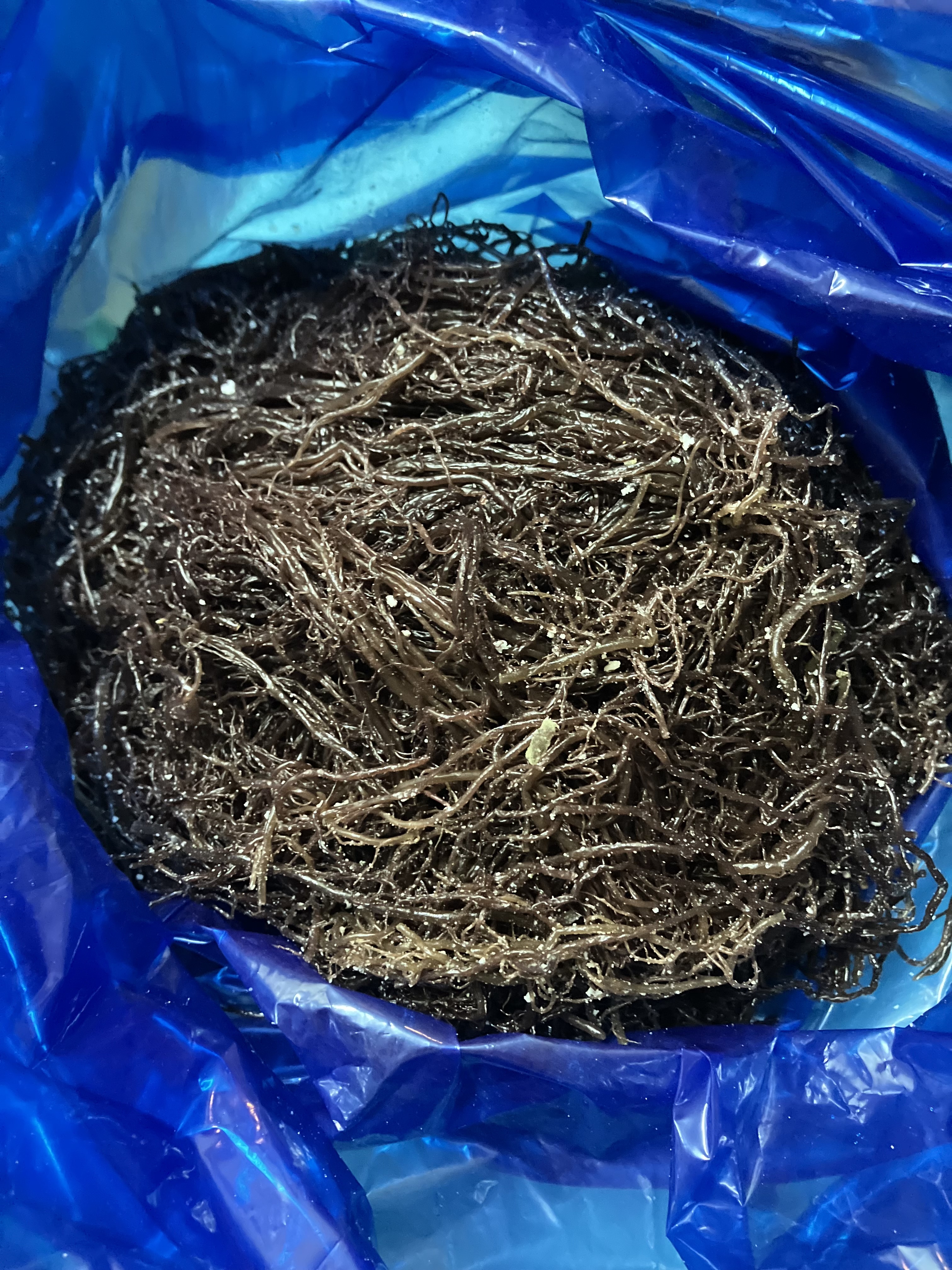 완도산 염장 꼬시래기 10kg 원산지 국산 전라남도 완도 - 상세 이미지 5