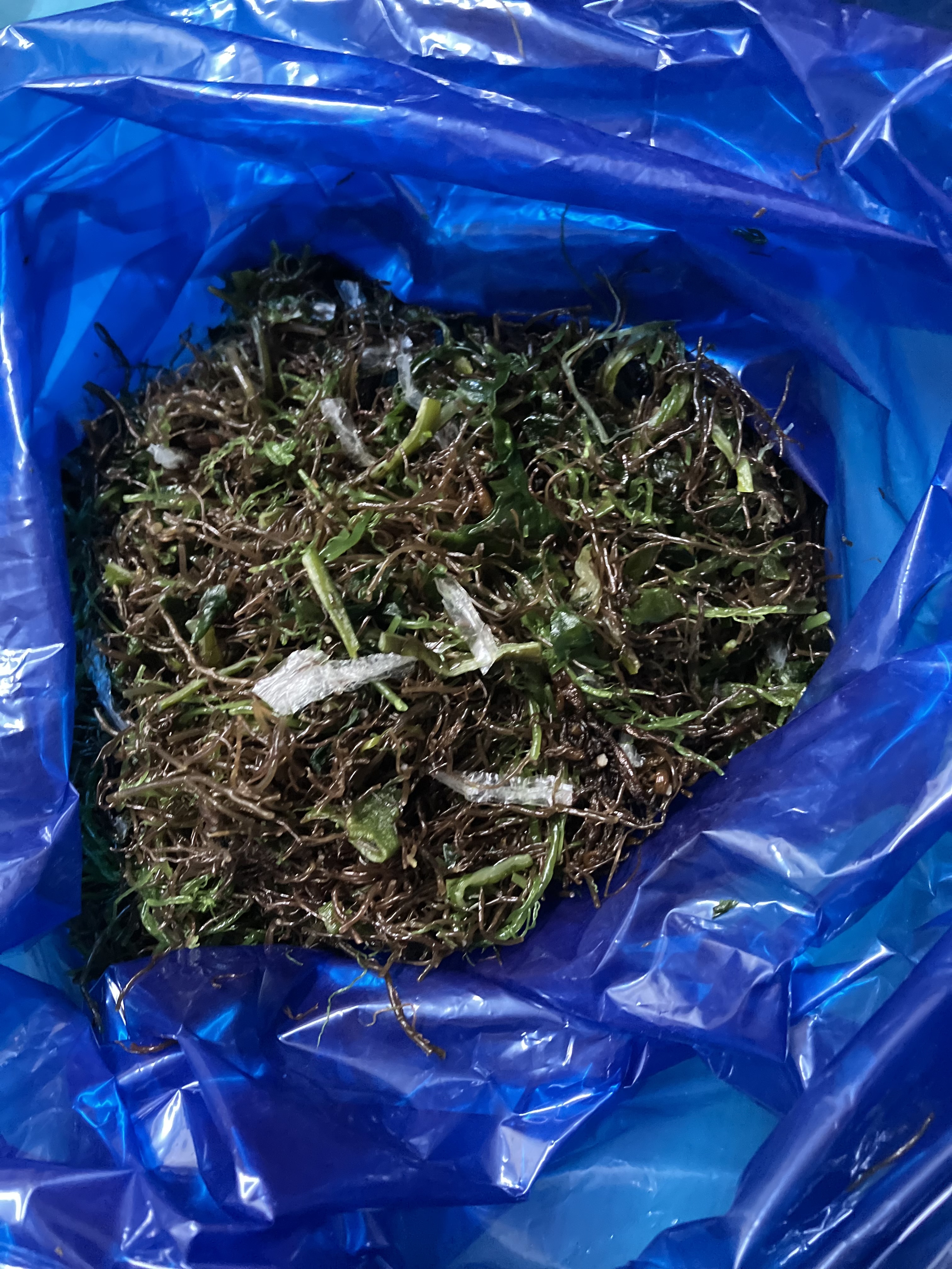 완도산 모듬해초 3kg 5kg 원산지 국산 전라남도 완도 - 상세 이미지 3