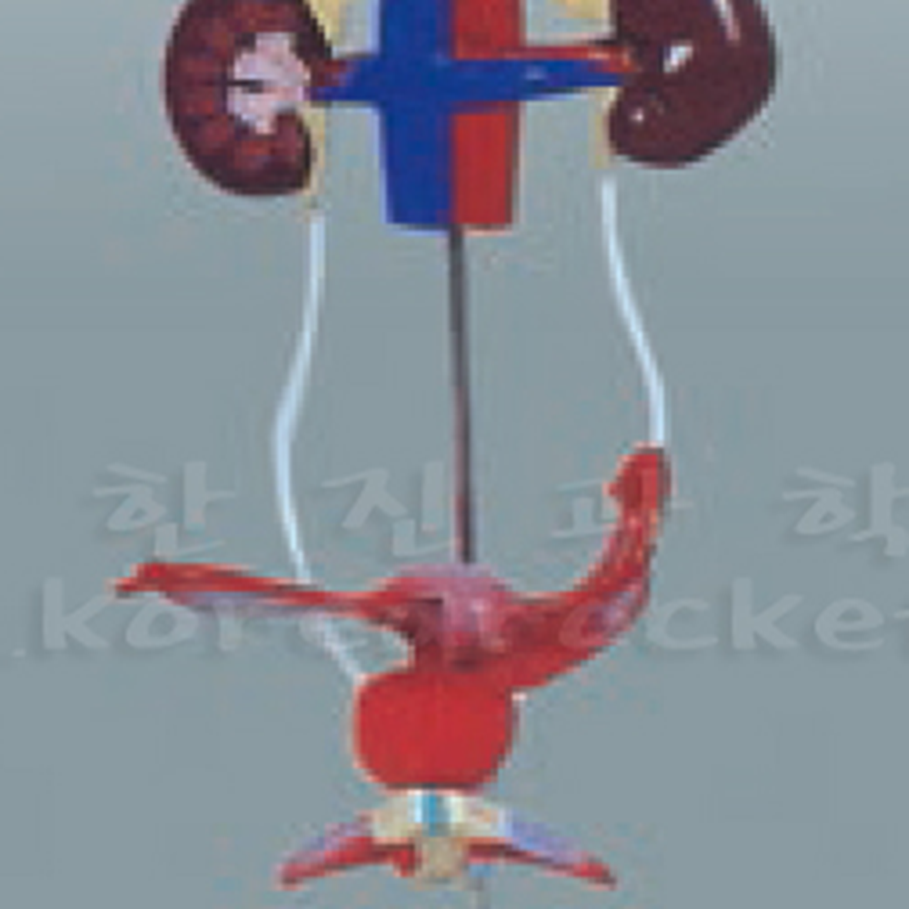 분리조립형중등과학인체배설모형 생명탐구고등통합과학 정교한재현초등고학년배설계모형 - 상세 이미지 2