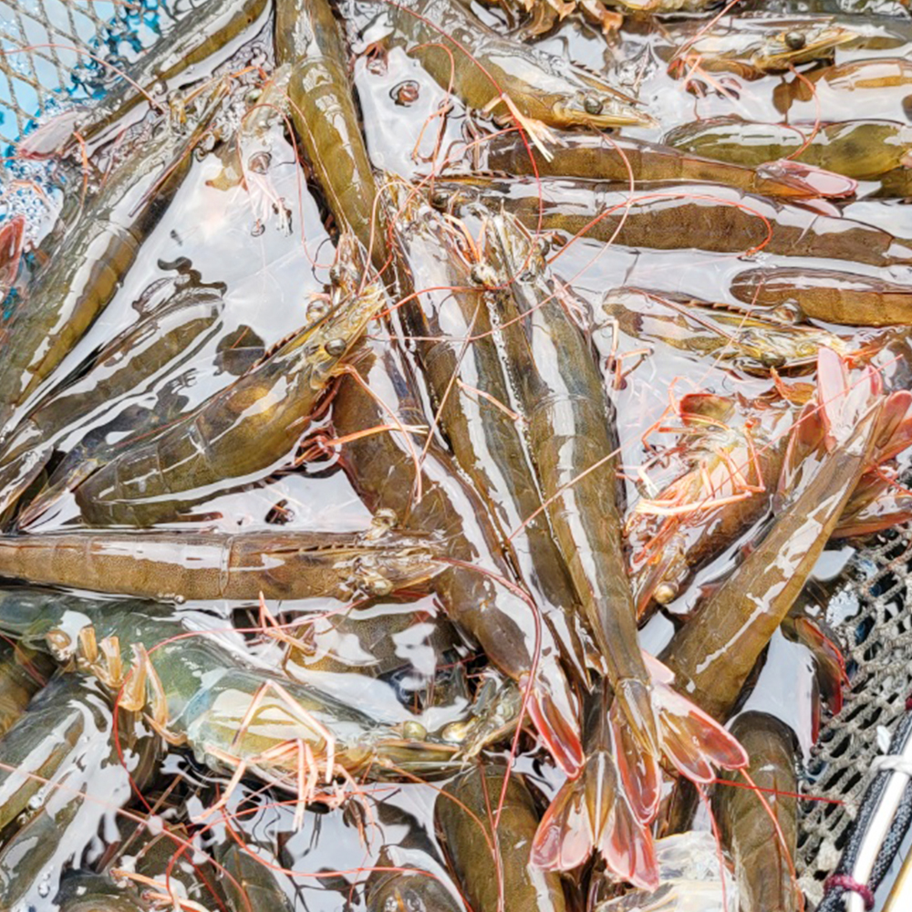 펴스트프레시 국내산 흰다리새우 제철 세척 활새우 500g, 1개 - 상세 이미지 5