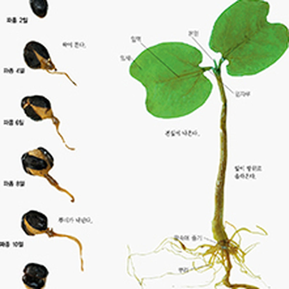 생물관찰발아단계표본 자유탐구 영구보존초등생물식물발아순서표본 - 상세 이미지 2