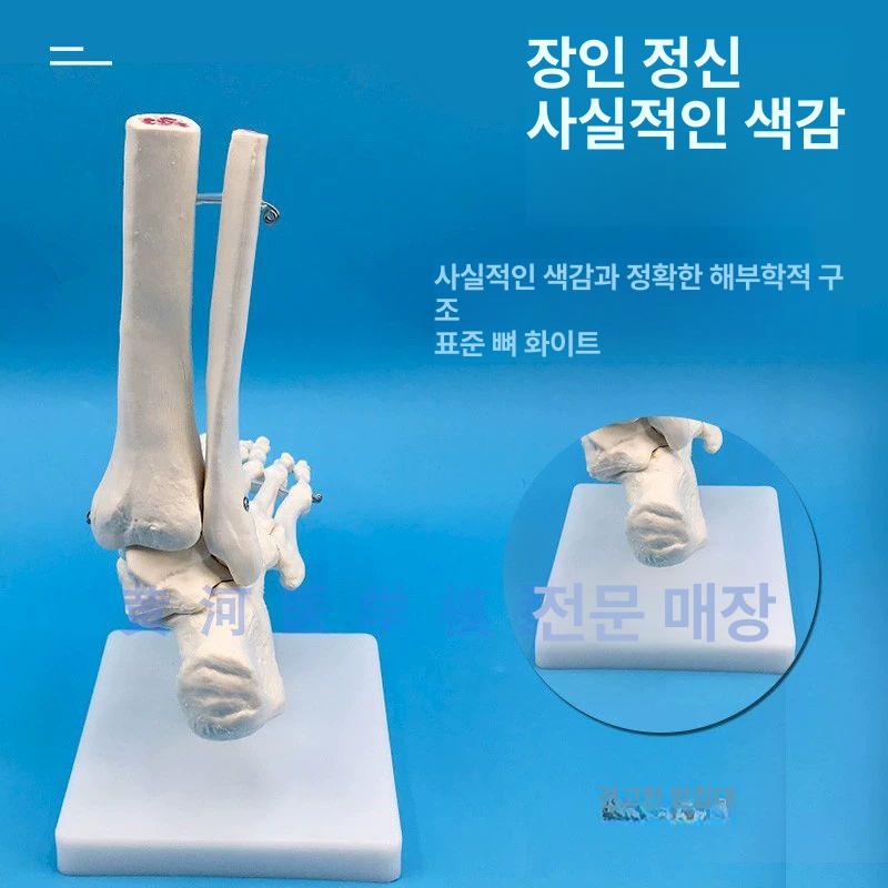 발목 관절 모형 인체 골격 해부학 교육용 발뼈 인대 없는 발 관절 - 상세 이미지 4