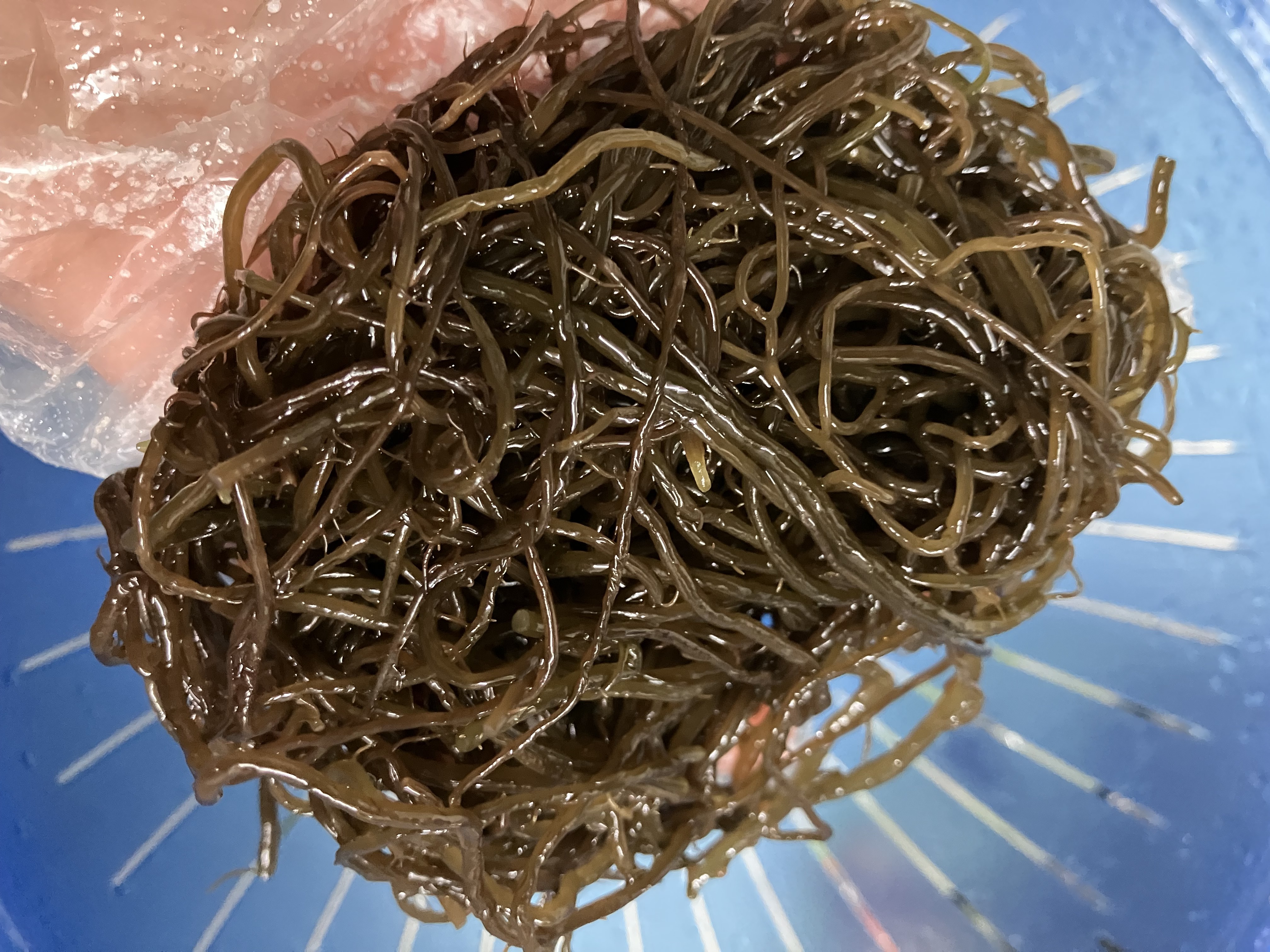 완도산 염장 꼬시래기 10kg 원산지 국산 전라남도 완도 - 상세 이미지 4