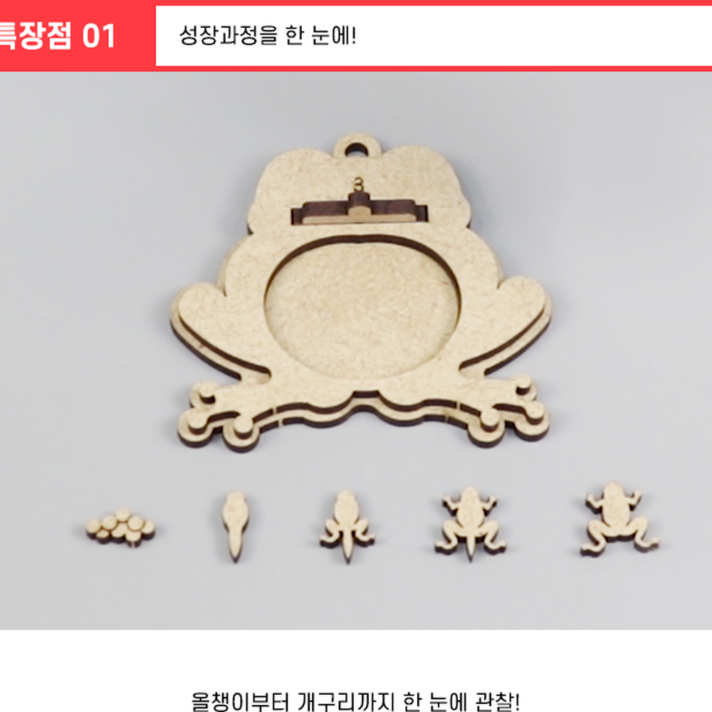 DIY키트생물학습개구리열쇠고리 생물한살이초등저학년개구리키링 동물관찰방과후수업한살이키링 4인세트 - 상세 이미지 4