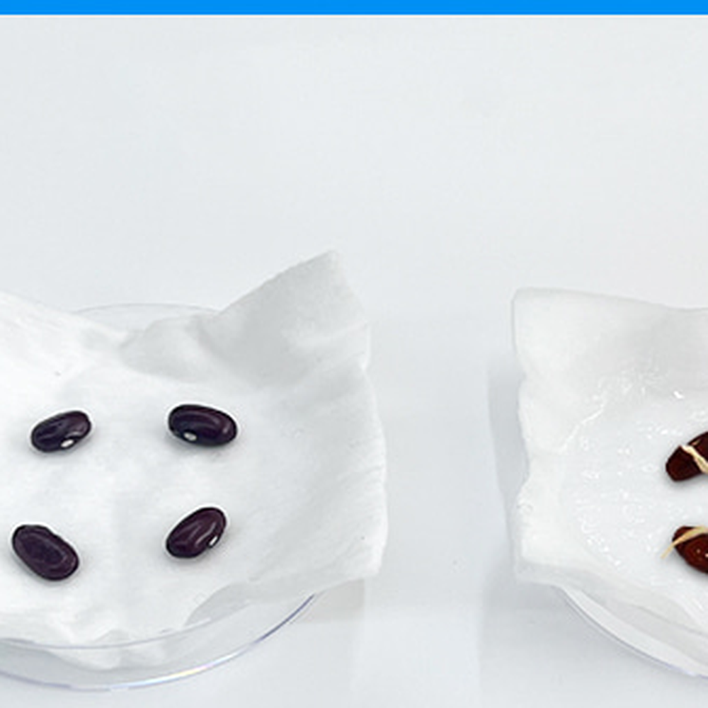 강낭콩발아실험 페트리접시초등저학년씨앗발아실험 식물관찰방과후수업 4인세트 - 상세 이미지 4