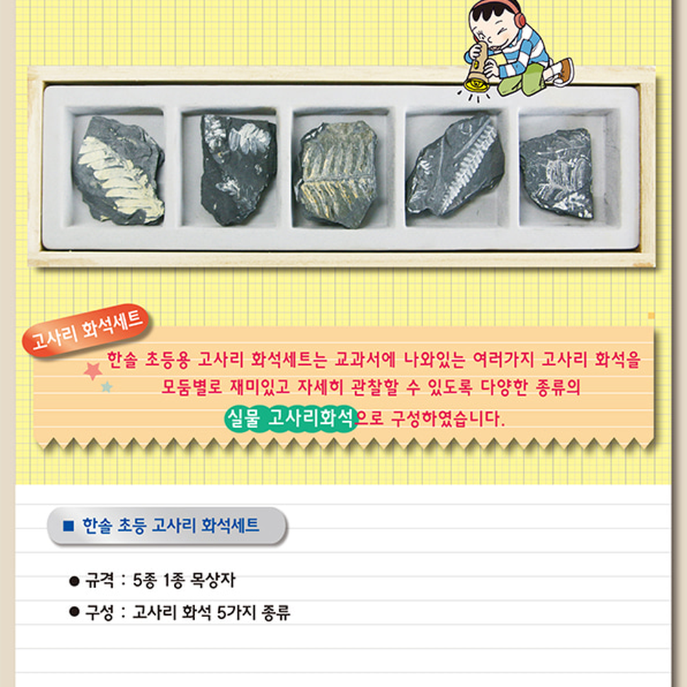 목상자포함초등4학년1학기고사리화석 다양한종류식물화석 초등교과자유탐구 5종세트 - 상세 이미지 2