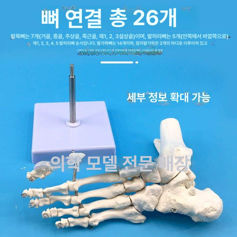 발목 관절 모형 인체 골격 해부학 교육용 발뼈 인대 없는 발 관절 - 상세 이미지 5