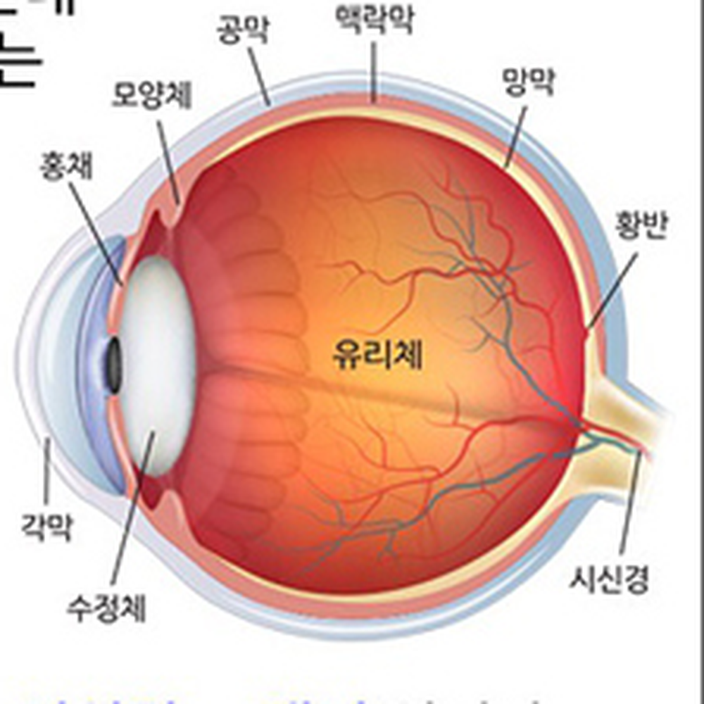 생명과학눈관찰키트 탁구공크기시각교육눈구조모형 생체관찰눈해부모형 1인세트 - 상세 이미지 4