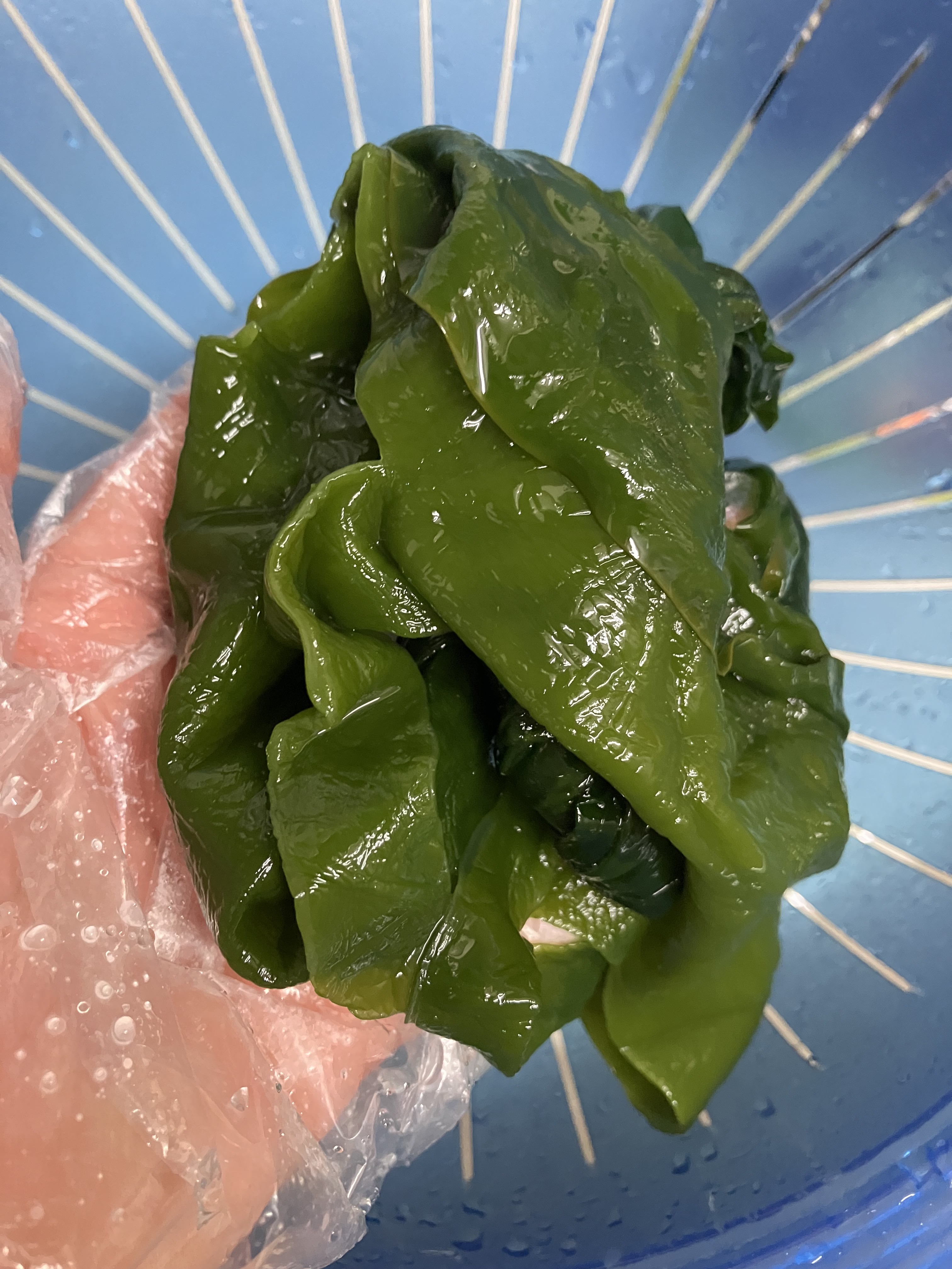 완도산 염장 쌈다시마 3kg 5kg 10kg 원산지 국산 전라남도 완도 - 상세 이미지 4