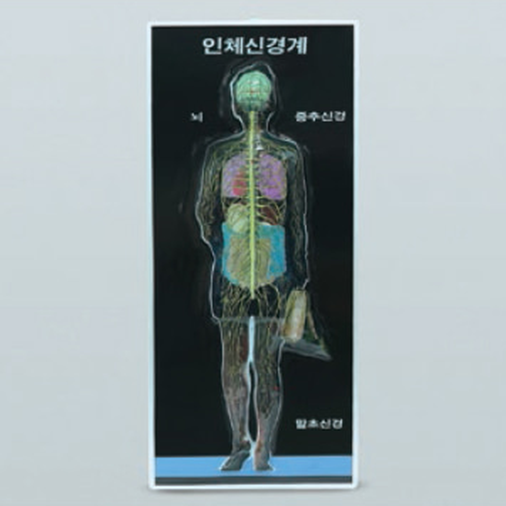 해부학학습초등고학년신경계모형 생물과학생명과학교구인체모형 조립형돌봄교실 - 상세 이미지 2