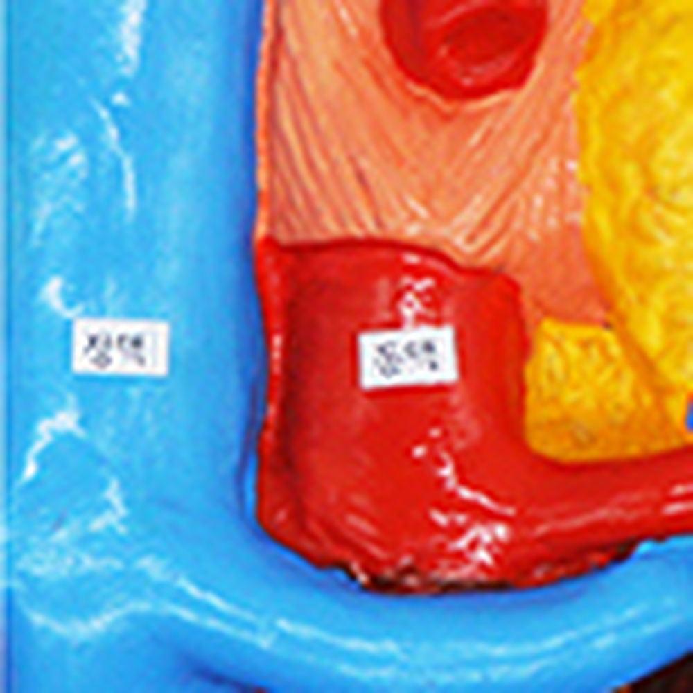 인체해부학습인체배설기관모형 탐구실험용방과후수업 생체구조학습배설기관모형 - 상세 이미지 4