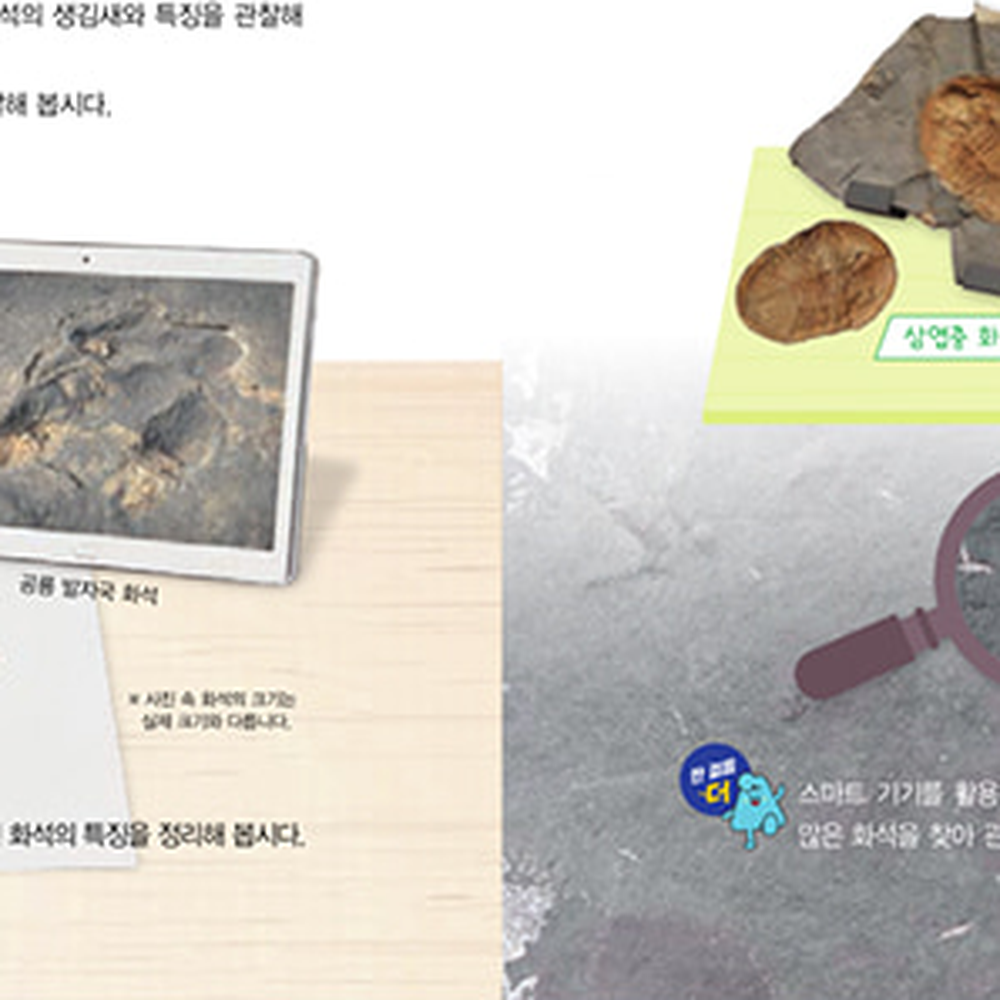 개별관찰초등5학년1학기식물화석표본 지질시대화석표본 자연탐구방과후수업 5학년과학교구 - 상세 이미지 2