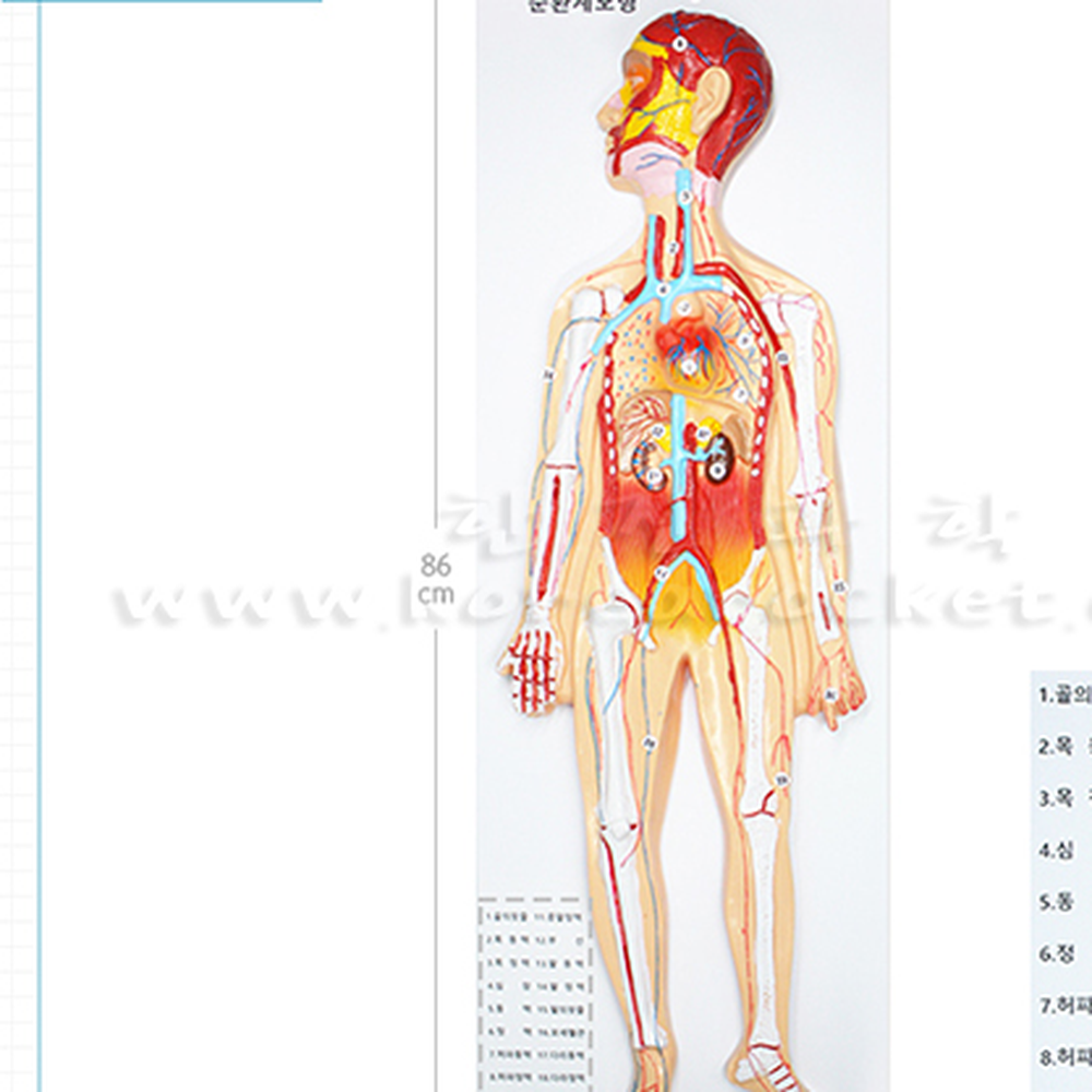 완성품중등과학순환계모형 생명과학 입체식초등고학년순환기관모형 - 상세 이미지 3