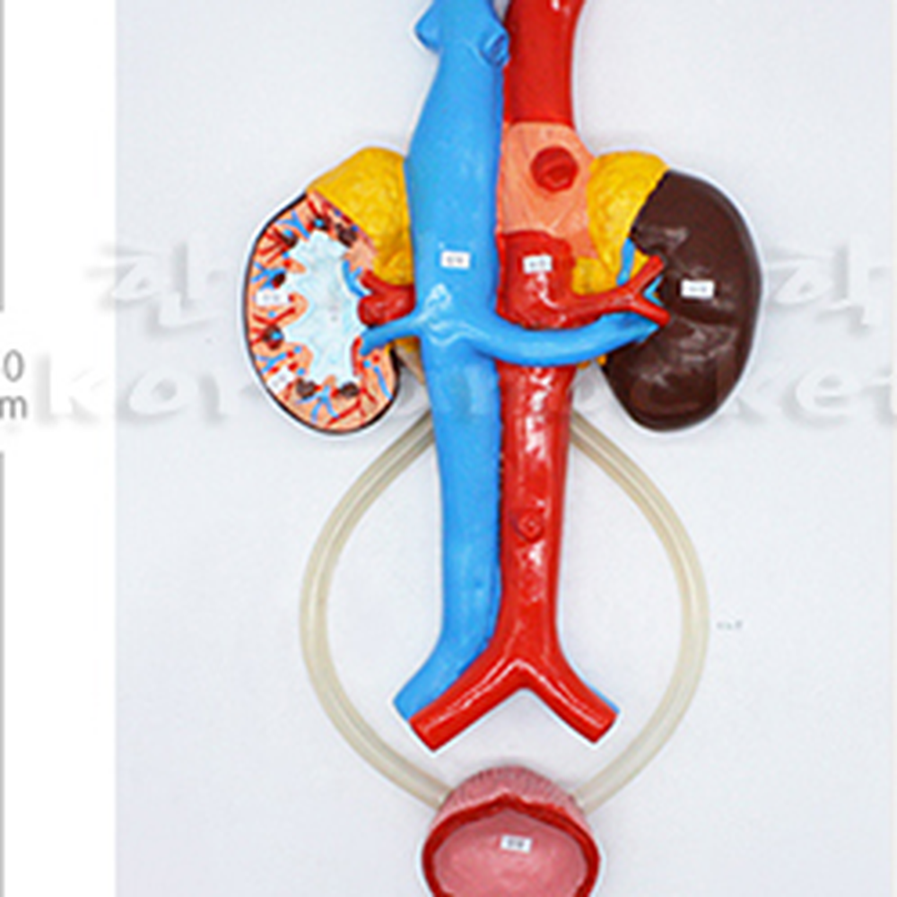 인체해부학습인체배설기관모형 탐구실험용방과후수업 생체구조학습배설기관모형 - 상세 이미지 2