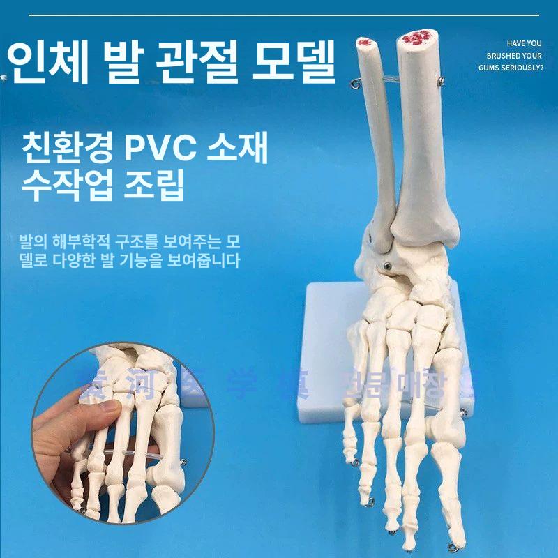 발목 관절 모형 인체 골격 해부학 교육용 발뼈 인대 없는 발 관절 - 상세 이미지 3
