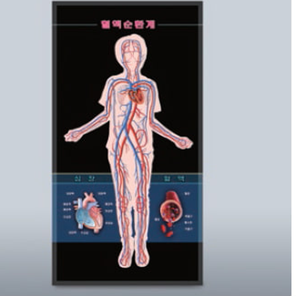 생명과학교구생물관찰인체순환모형 초등고학년 인체탐구혈액순환계모형 - 상세 이미지 2