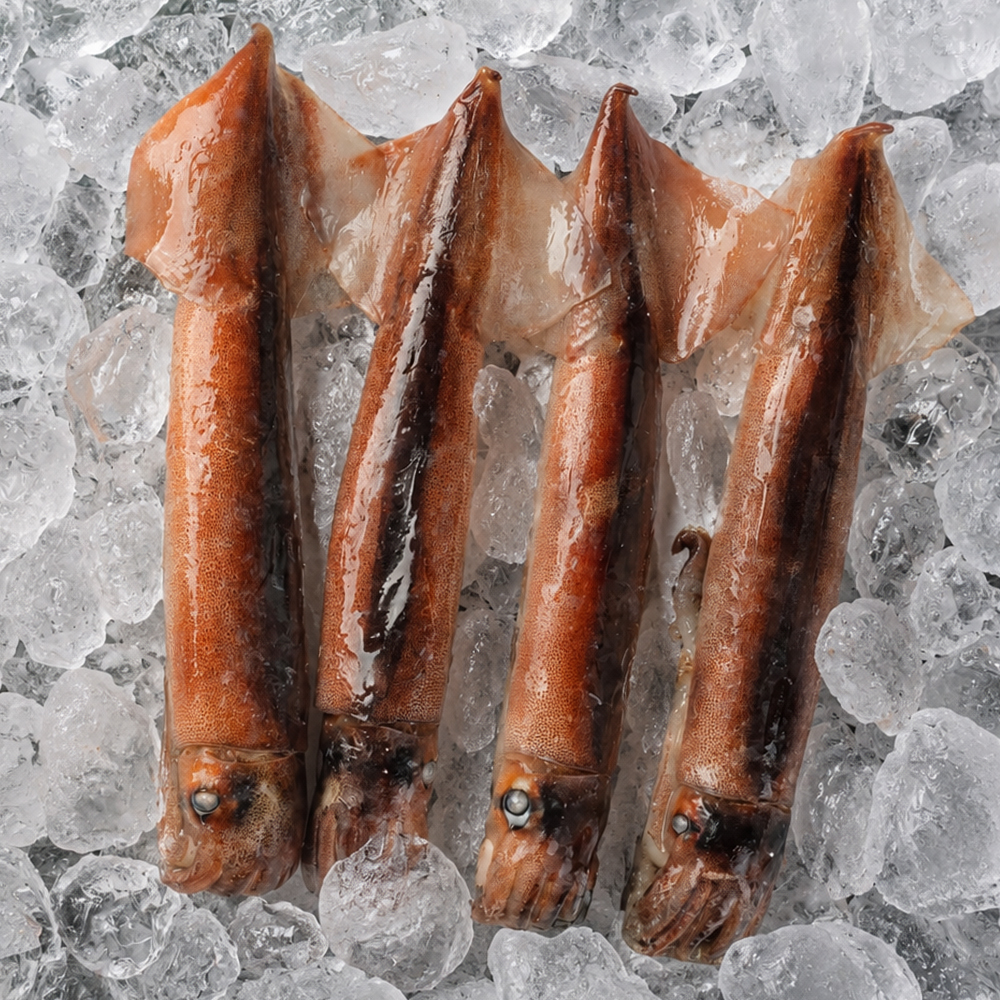초코 오징어 750g 냉동오징어 통오징어 통찜