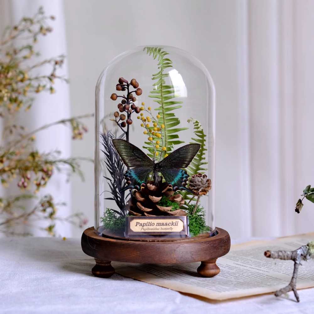 곤충 표본 교구 과학 나비 잠자리 장수풍뎅이 전시 A타입 12x19cm - 상세 이미지 3