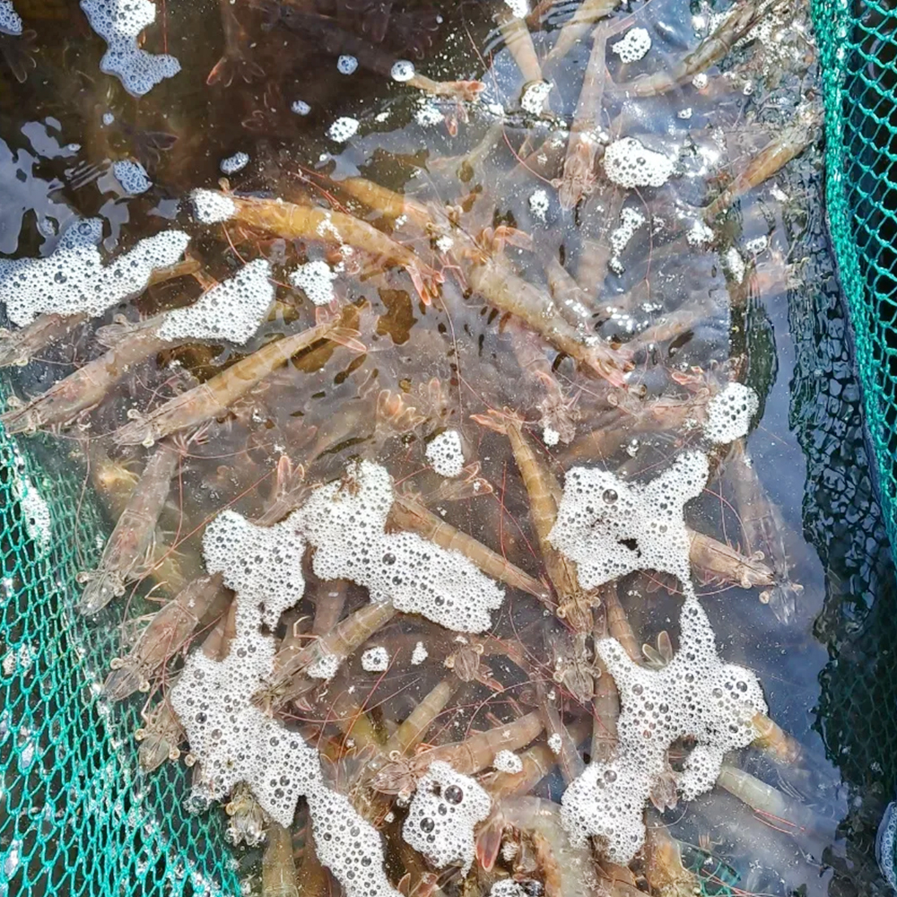 펴스트프레시 국내산 흰다리새우 제철 세척 활새우 500g, 1개 - 상세 이미지 2