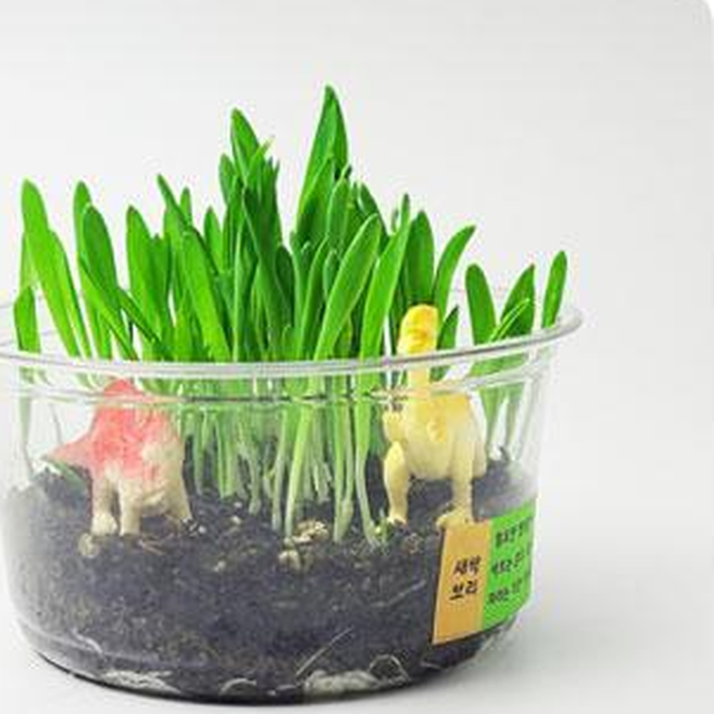 나만의테라리움 공룡피규어장식 보리새싹키우기 LED화분만들기 - 상세 이미지 2