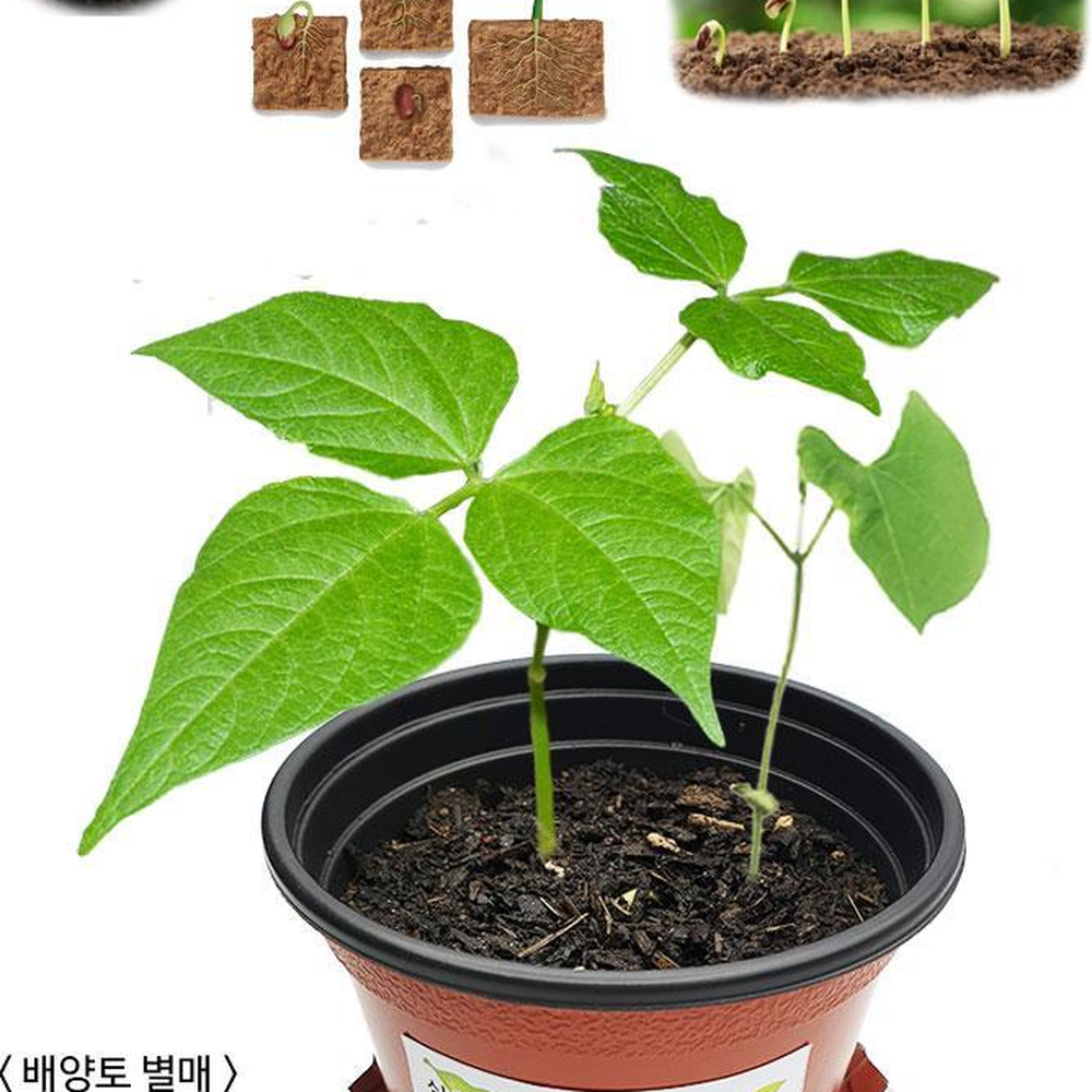 식물의한살이관찰 갈색플라스틱화분 미니새싹화분 4개입 씨앗심기수업 - 상세 이미지 2