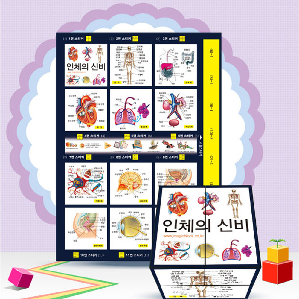 입체모형방과후수업인체매직큐브 탐구놀이과학실험 초등고학년인체매직블럭 5인세트 일반형(자석없음) - 상세 이미지 3