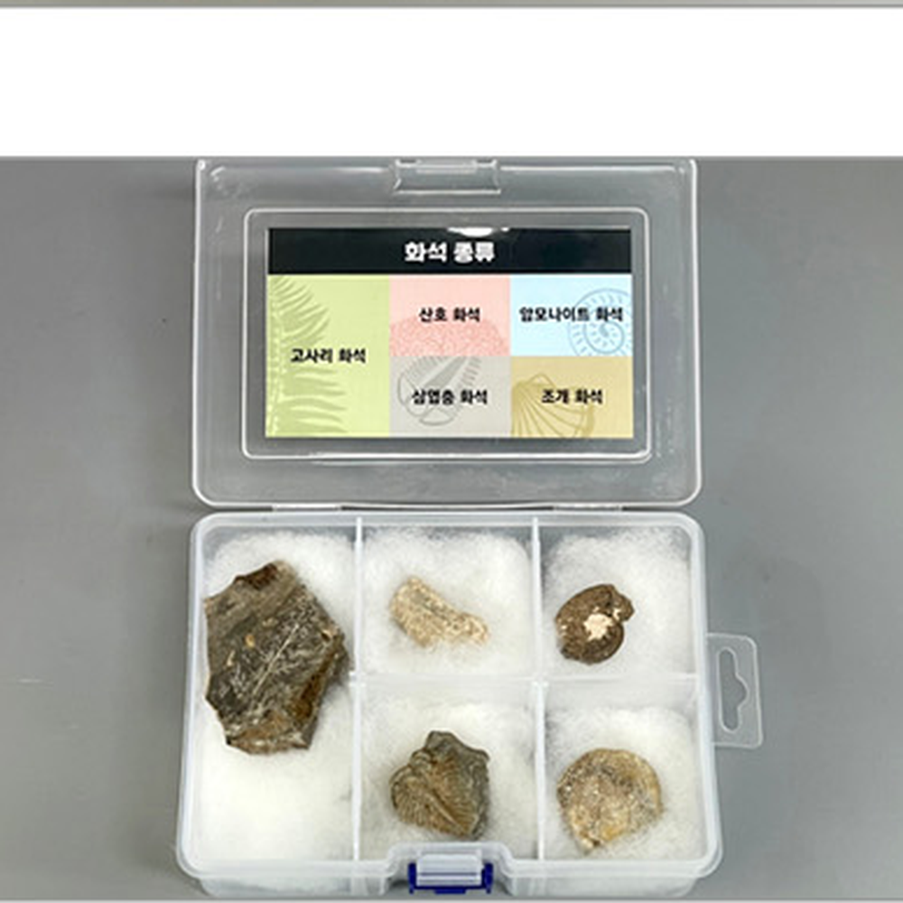 초등고학년화석세트 방과후수업화석표본 지층탐구 5종세트 - 상세 이미지 3