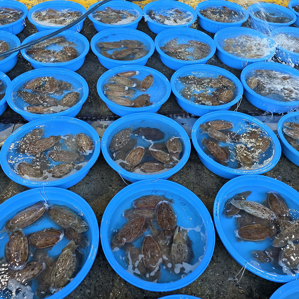퍼스트프레시 국내산 생물 갑오징어 산지직송 당일조업 2~4미 1kg, 1개 - 상세 이미지 5