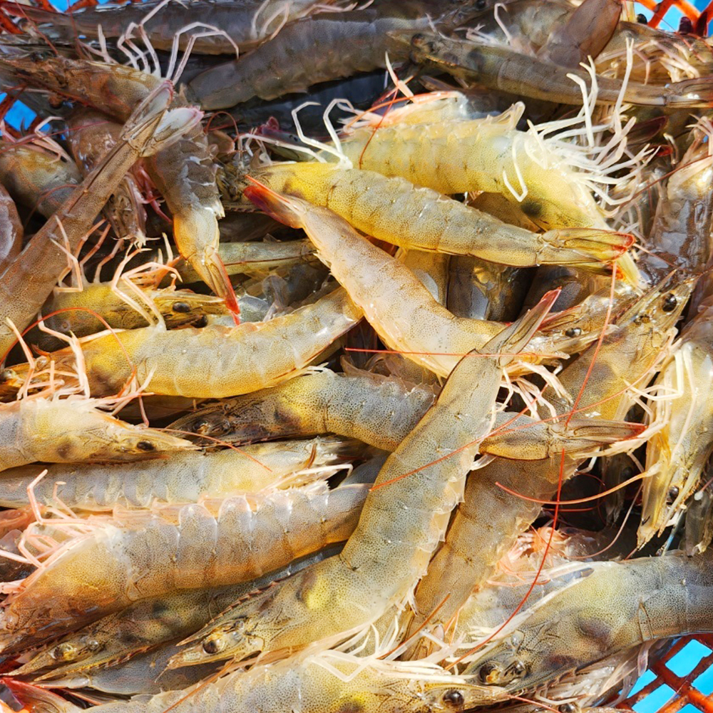 국내산 활 생새우 흰다리새우 회 소금구이 블랙타이거 500g 1kg - 상세 이미지 2