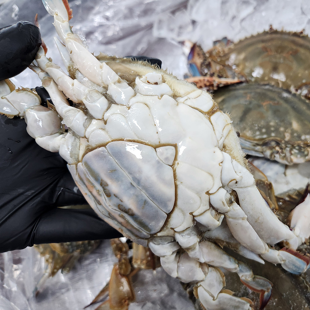 퍼스트프레시 국내산 서해안 알배기 암꽃게 4-6미 1kg, 1개 - 상세 이미지 3
