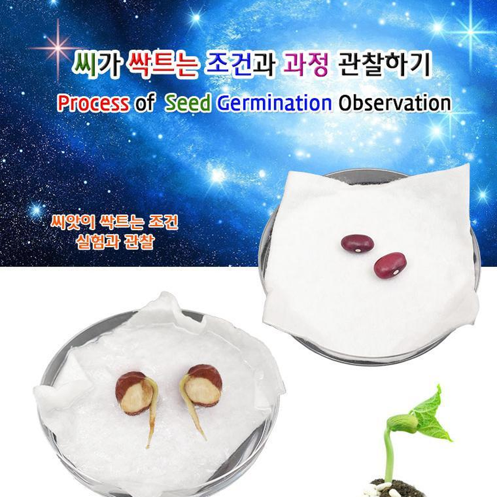 실험관찰보고서 강낭콩싹틔우기 발아조건관찰 플라스틱샬레실험 4세트 - 상세 이미지 2