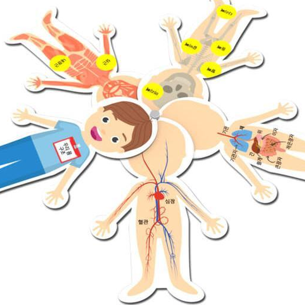 우리의몸구조 인체과학학습카드 인체부위단어스티커붙이기 1개입 - 상세 이미지 3