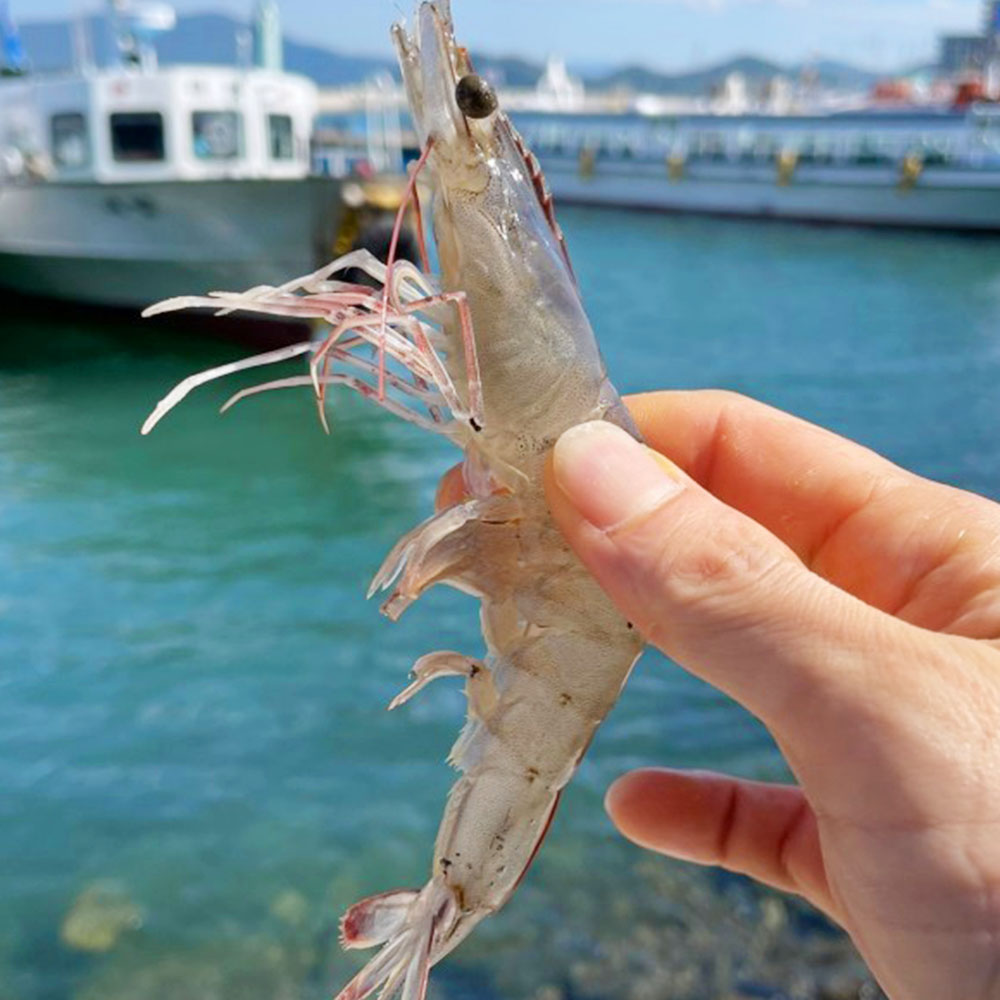 26년 출하 국내산 제철 활 흰다리새우 생새우 회 횟감 구이 대하