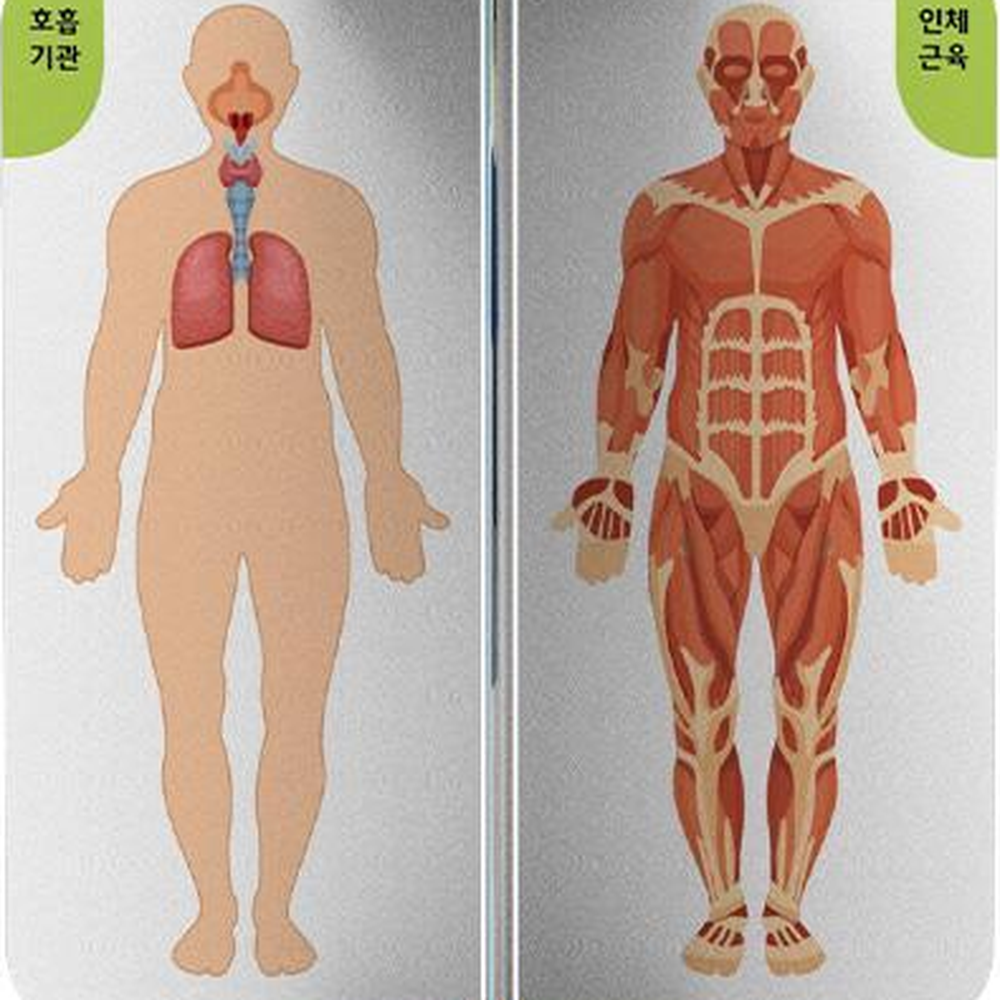 자석공중부양 인체그림카드 중등생명과학만들기 자석의성질교구 - 상세 이미지 2