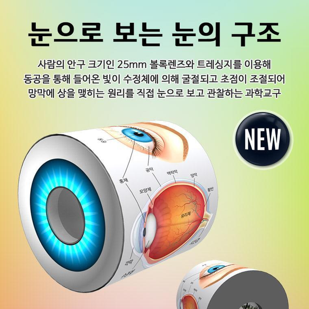 볼록렌즈원통 인체눈구조 안구구조이해 1세트 중등생명과학실험교구 - 상세 이미지 4