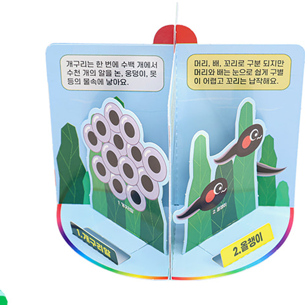 생물탐구생물실험생명주기학습 관찰학습과학탐구양서류한살이 초등교육초등3학년개구리한살이 - 상세 이미지 3